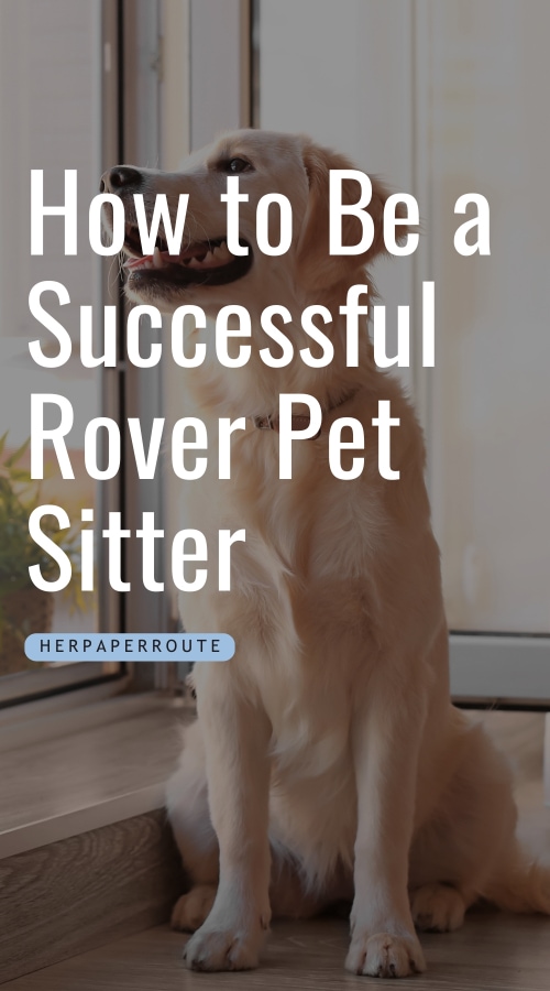 golden retriever showing an example of a pet you can take care of when you learn how to successful as a rover pet sitter