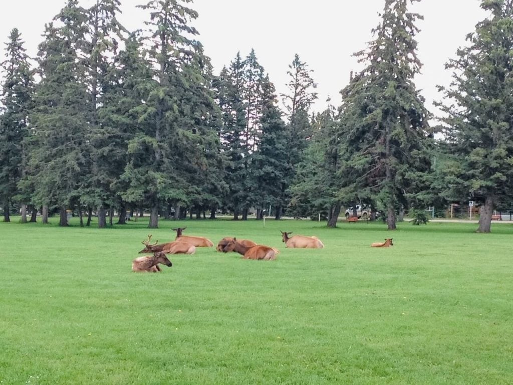 Complete Guide to Visiting Canada in August 5 Prince-Albert-National-Park-1024x768