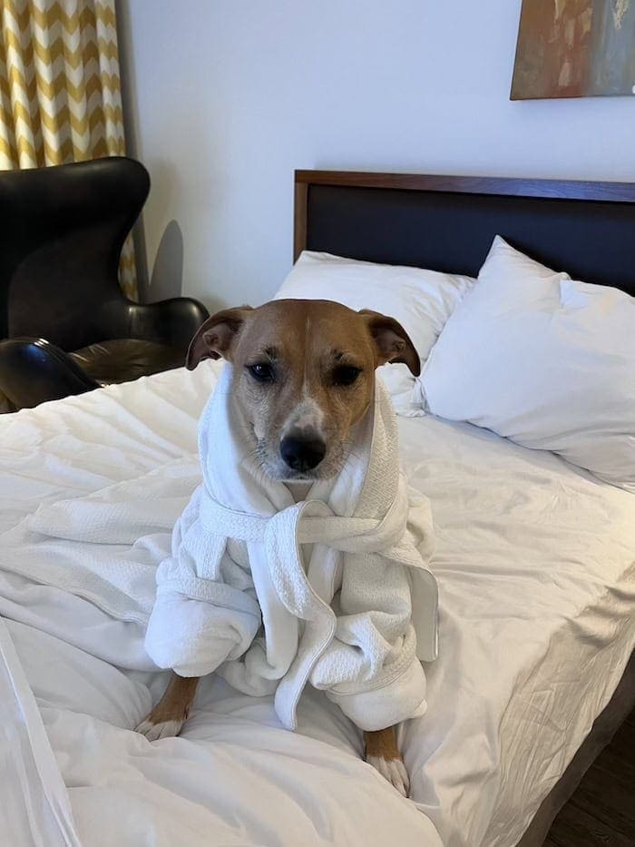 Qualicum Beach Inn: Pet-Friendly Coastal Hotel on Vancouver Island 11 qualicum beach inn is pet friendly