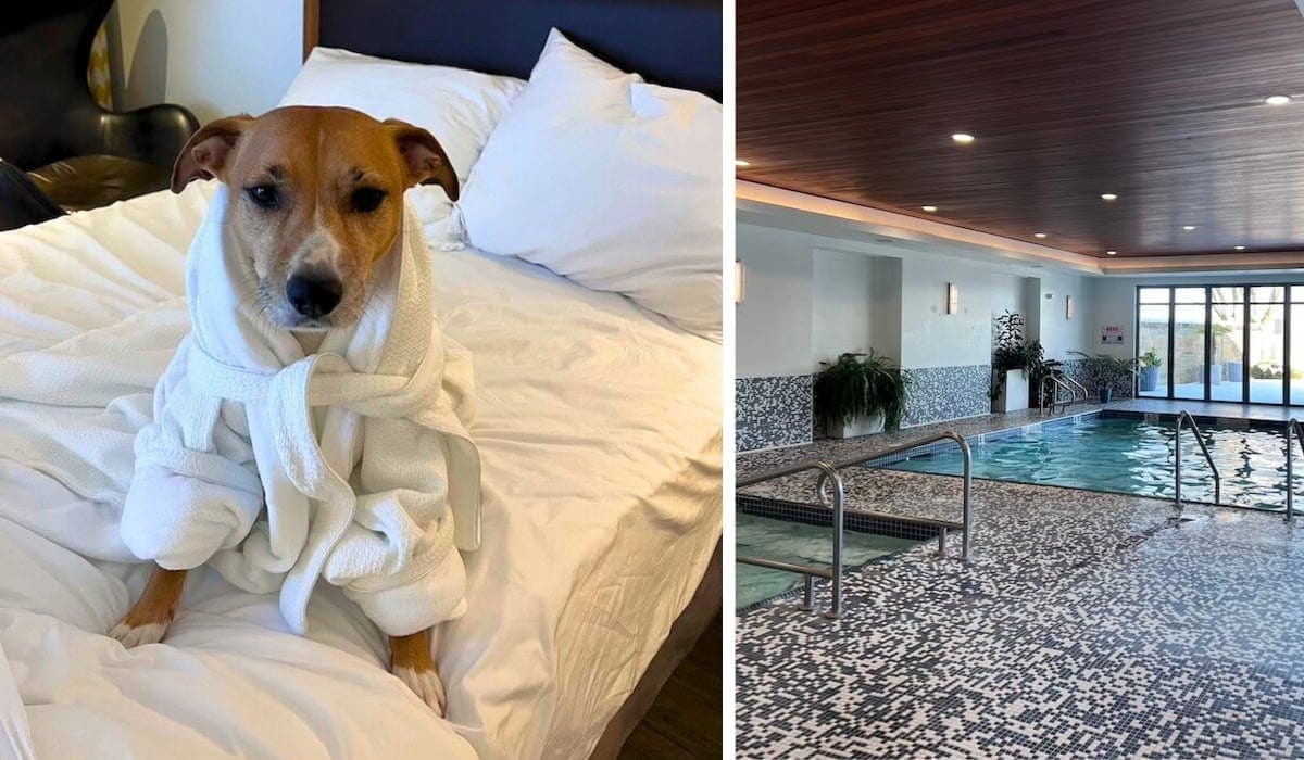 Qualicum Beach Inn: Pet-Friendly Coastal Hotel on Vancouver Island 3 Qualicum Beach Inn review pet-friendly hotel parksville