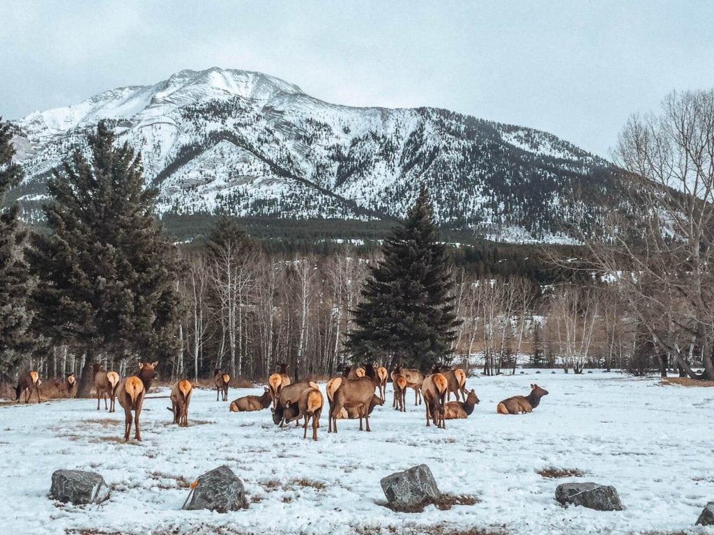 Canada in January: Guide to visiting Canada in winter 2 Wildlife-Banff-1024x768