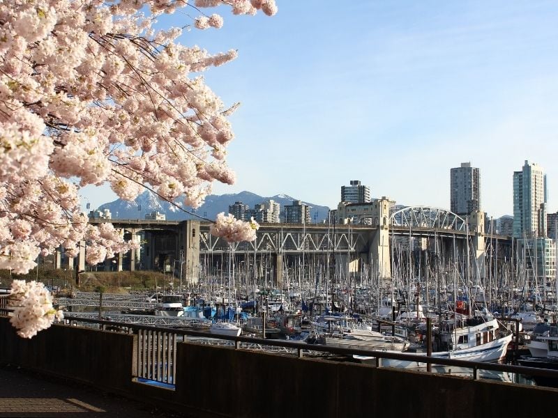 Spring in Canada: Destinations & Travel Tips 2 Cherry-Blossom-Season-in-Canada