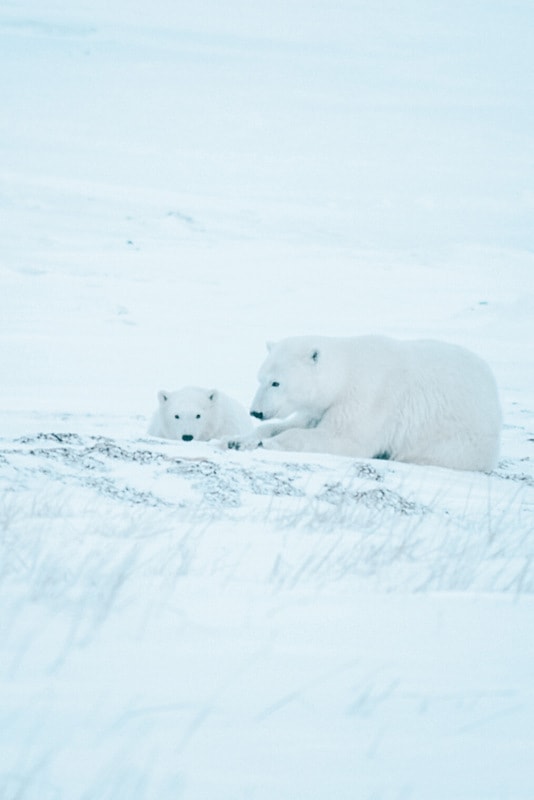 21 Best Places to Visit in Canada in Winter 16 Polar-bear-in-Churchill
