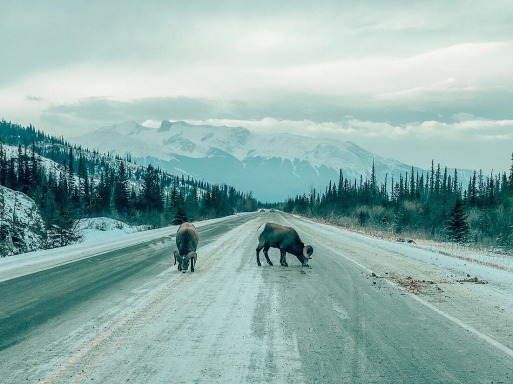 21 Best Places to Visit in Canada in Winter 12 Wildlife-in-Jasper-National-Park-1024x768