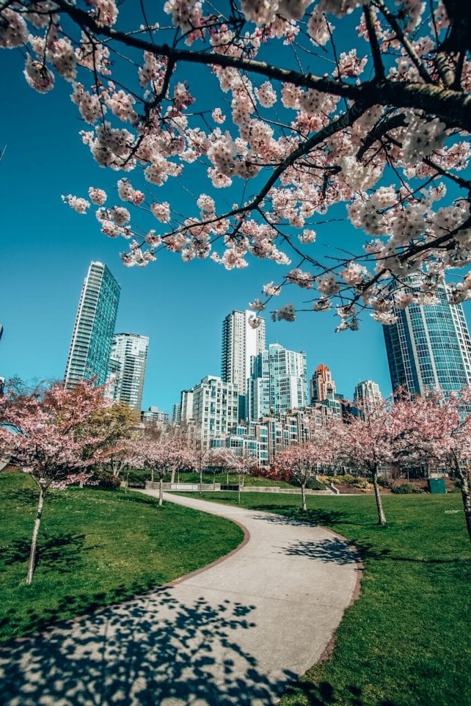 Visiting Canada in April: Things to do in Canada in April 9 Spring-in-Canada-Vancouver-Cherry-Blossom-683x1024