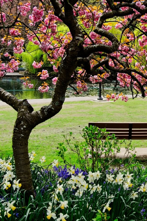 43 Interesting & Fun Facts about Victoria BC 12 beacon hill park cherry blossoms