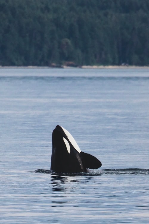 43 Interesting & Fun Facts about Victoria BC 15 orcas swim near vancouver island