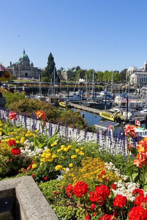 43 Interesting & Fun Facts about Victoria BC 6 tulip garden victoria bc canada